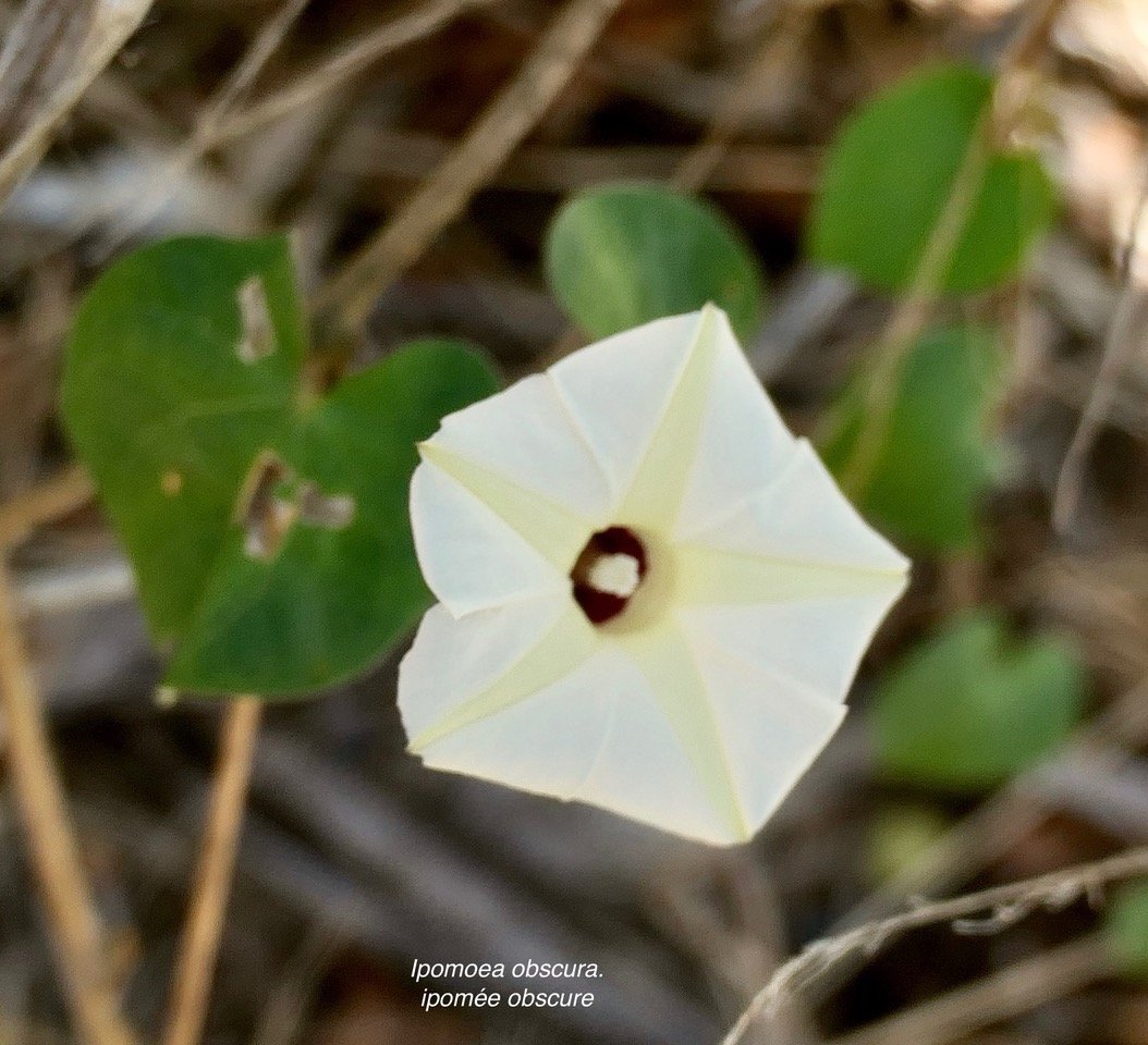 Ipomoea obscura.ipomée obscure.convolvulaceae.amphinaturalisé.espèce envahissante..jpeg
