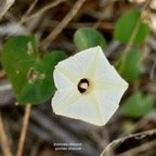 Ipomoea obscura.ipomée obscure.convolvulaceae.amphinaturalisé.espèce envahissante..jpeg