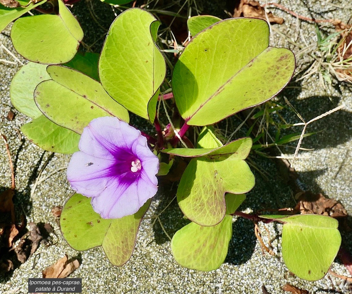 Ipomoea pes-caprae.patate à Durand.convolvulaceae.indigène Réunion..jpeg