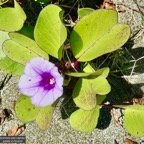 Ipomoea pes-caprae.patate à Durand.convolvulaceae.indigène Réunion..jpeg