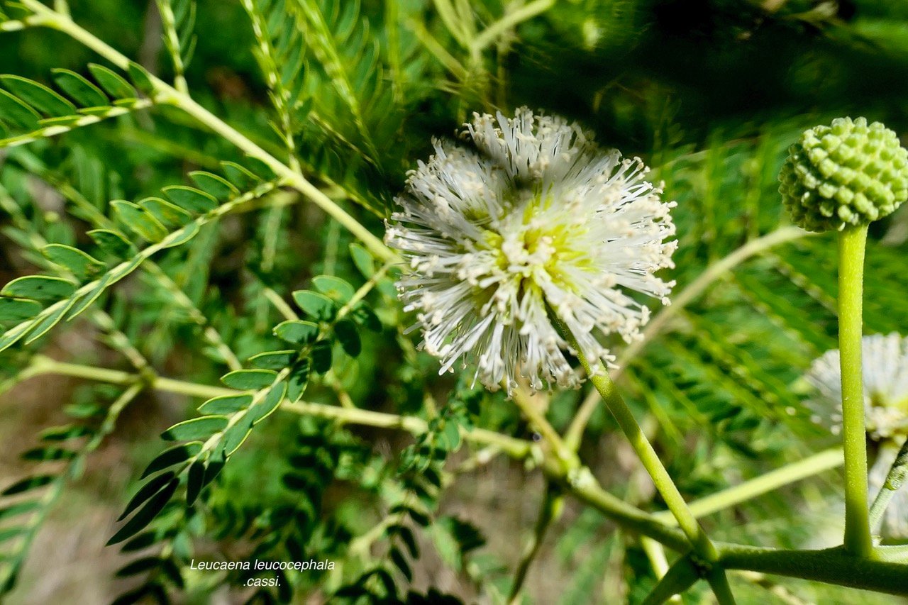 Leucaena leucocephala.cassi.fabaceae.amphinaturalisé.très envahissant. (1).jpeg