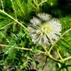 Leucaena leucocephala.cassi.fabaceae.amphinaturalisé.très envahissant. (1).jpeg