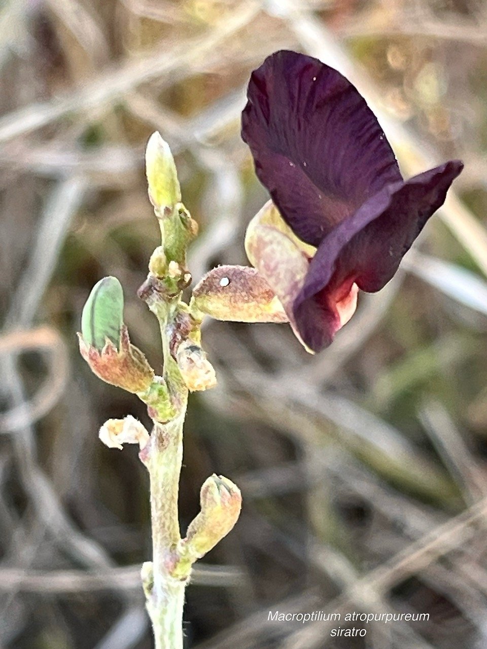 Macroptilium atropurpureum (DC.) Urb.siratro.fabaceae.potentiellement envahissant..jpeg