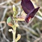 Macroptilium atropurpureum (DC.) Urb.siratro.fabaceae.potentiellement envahissant..jpeg