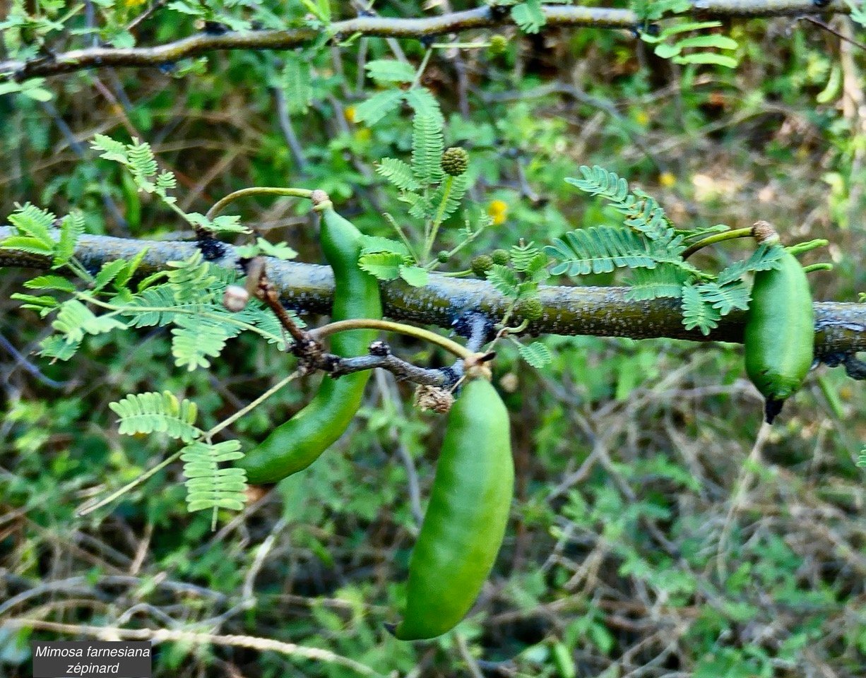 Mimosa farnesiana (Vachellia farnesiana )zépinard  -fruits-fabaceae.amphinaturalisé..jpeg