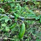 Mimosa farnesiana (Vachellia farnesiana )zépinard  -fruits-fabaceae.amphinaturalisé..jpeg