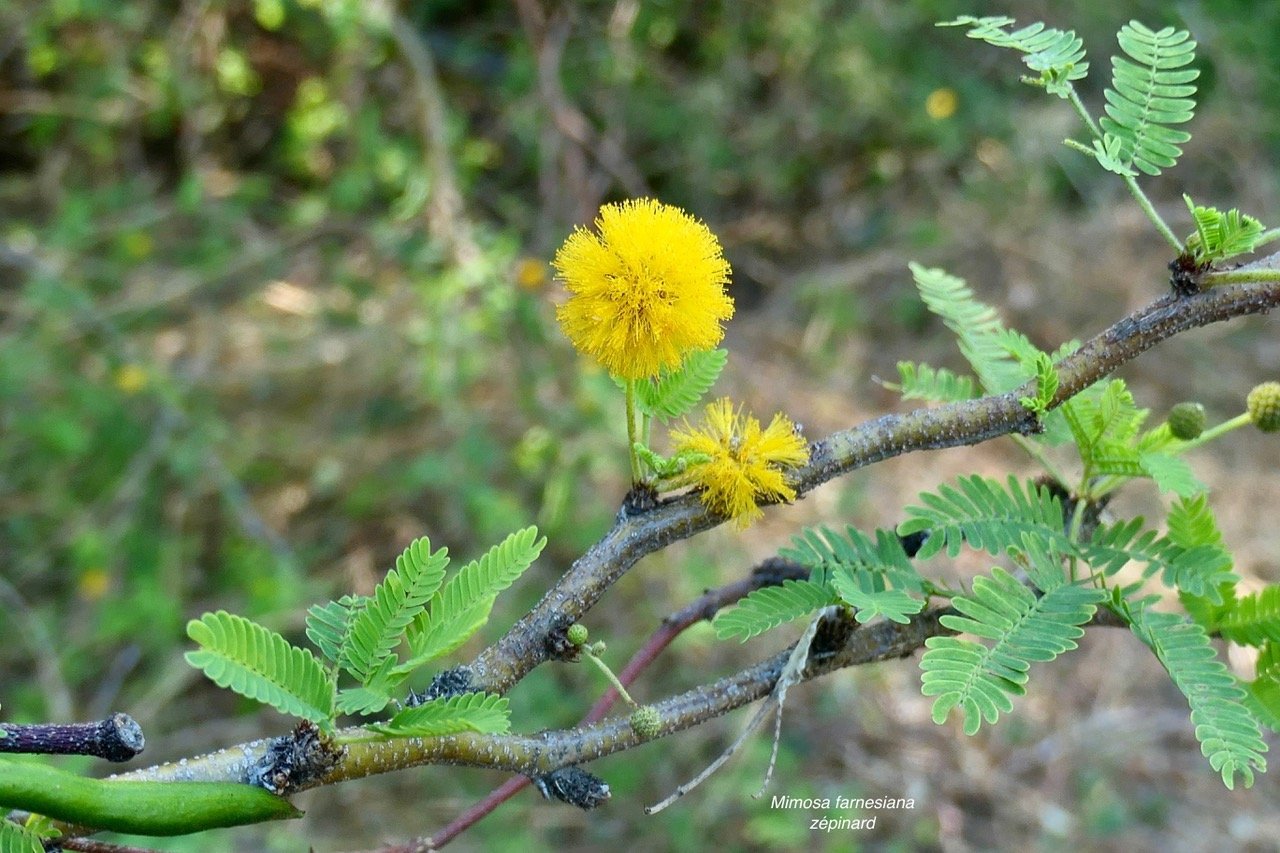 Mimosa farnesiana (Vachellia farnesiana )zépinard  fabaceae.amphinaturalisé..jpeg