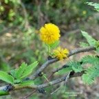 Mimosa farnesiana (Vachellia farnesiana )zépinard  fabaceae.amphinaturalisé..jpeg