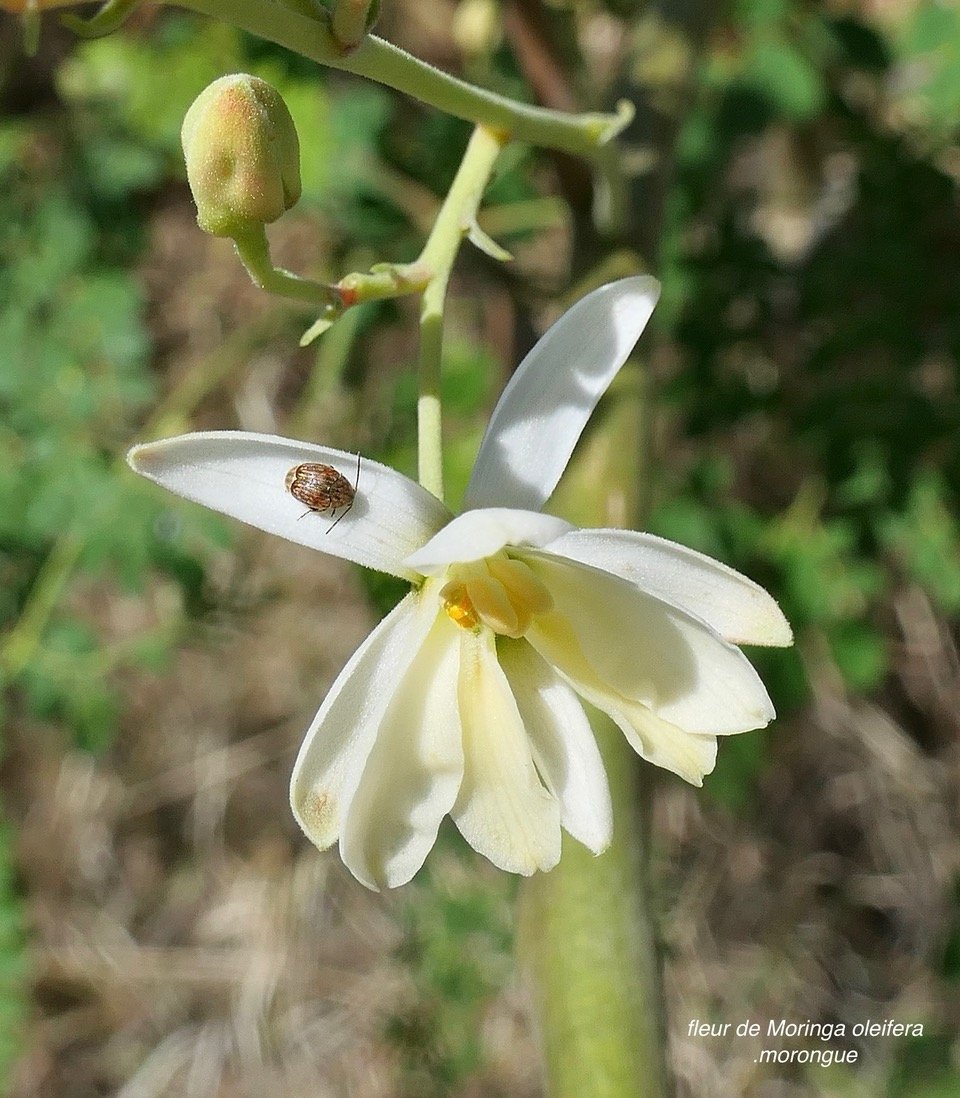 Moringa oleifera.morongue.fleur.moringaceae.espèce cultivée..jpeg