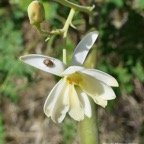 Moringa oleifera.morongue.fleur.moringaceae.espèce cultivée..jpeg