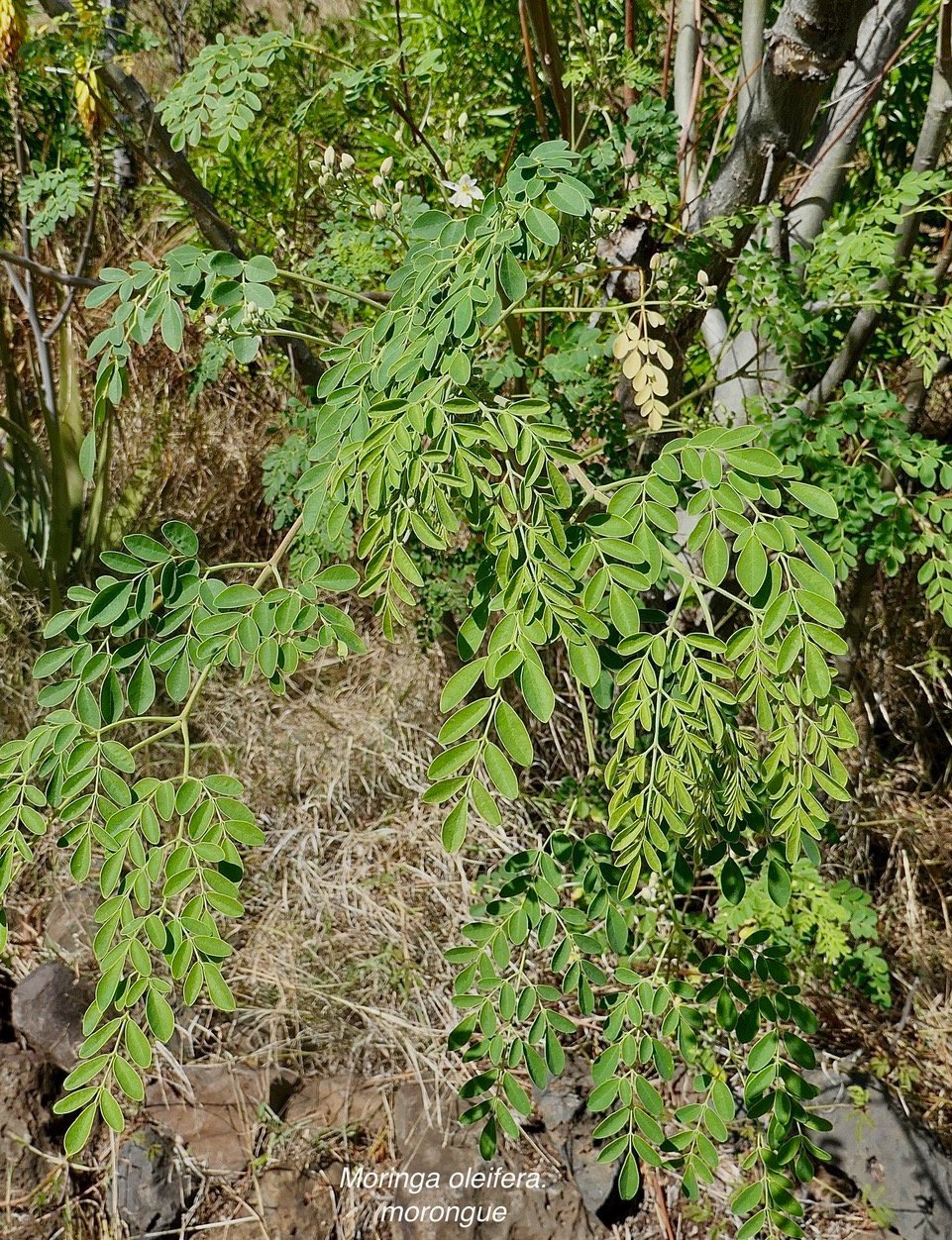 Moringa oleifera.morongue.moringaceae.espèce cultivée..jpeg