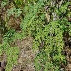 Moringa oleifera.morongue.moringaceae.espèce cultivée..jpeg