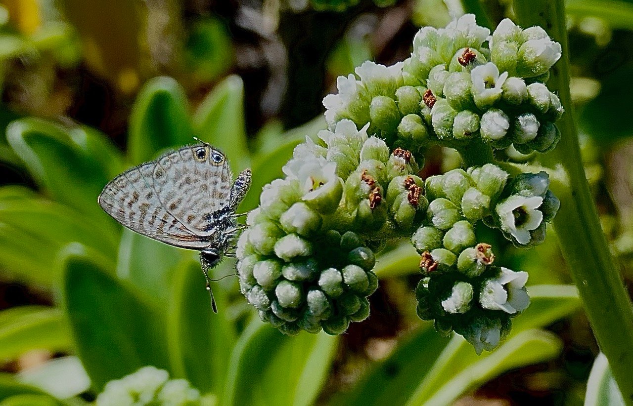 papillon Azuré sur fleurs d'Heliotropium foertherianum.veloutier..jpeg