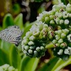 papillon Azuré sur fleurs d'Heliotropium foertherianum.veloutier..jpeg