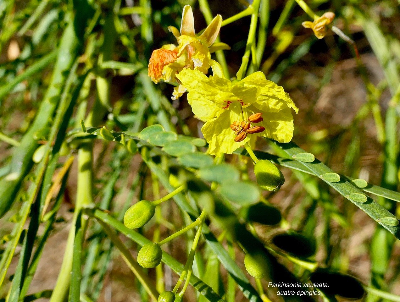 Parkinsonia aculeata.quatre épingles.fabaceae.sténonaturalisé.potentiellement envahissant. (1).jpeg