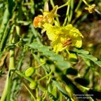 Parkinsonia aculeata.quatre épingles.fabaceae.sténonaturalisé.potentiellement envahissant. (1).jpeg