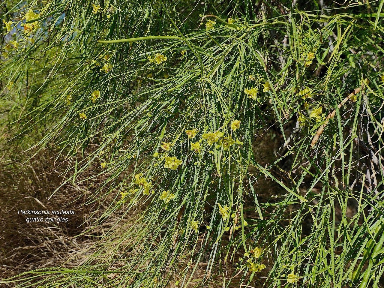 Parkinsonia aculeata.quatre épingles.fabaceae.sténonaturalisé.potentiellement envahissant..jpeg