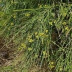 Parkinsonia aculeata.quatre épingles.fabaceae.sténonaturalisé.potentiellement envahissant..jpeg