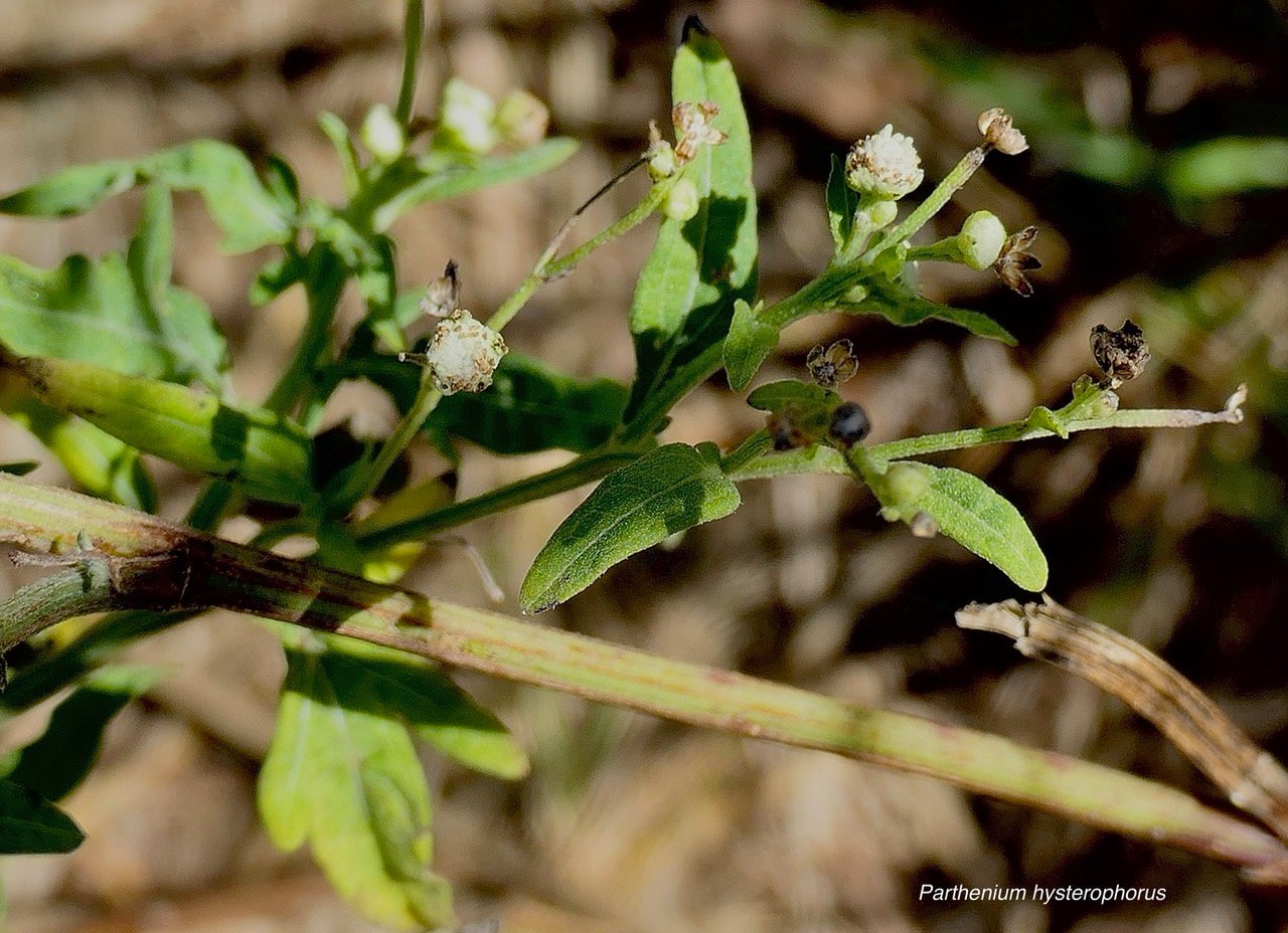 Parthenium hysterophorus. camomille.asteraceae.amphinaturalisé.envahissant en milieux perturbés..jpeg