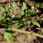 Parthenium hysterophorus. camomille.asteraceae.amphinaturalisé.envahissant en milieux perturbés..jpeg