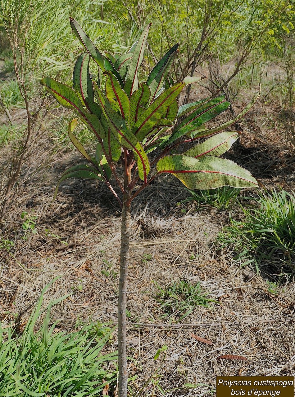 Polyscias custispogia (Gastonia custispongia).bois d&rsquo;éponge.araliaceae.endémique Réunion..jpeg