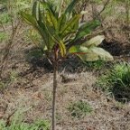 Polyscias custispogia (Gastonia custispongia).bois d&rsquo;éponge.araliaceae.endémique Réunion..jpeg