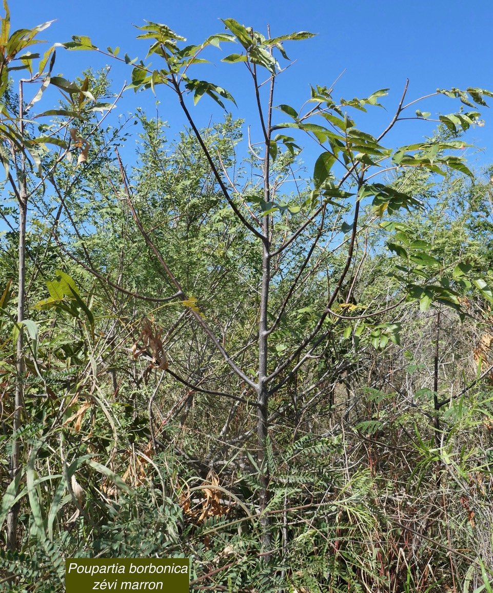 Poupartia borbonica J.F.Gmel.Bois blanc rouge.Zévi marron.anacardiaceae.endémique Réunion Maurice. (1).jpeg