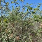 Poupartia borbonica J.F.Gmel.Bois blanc rouge.Zévi marron.anacardiaceae.endémique Réunion Maurice. (1).jpeg
