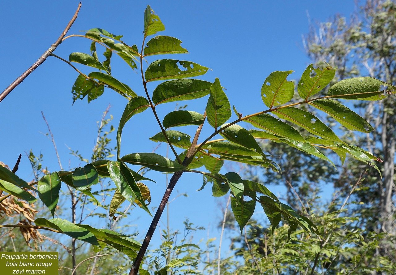 Poupartia borbonica J.F.Gmel.Bois blanc rouge.Zévi marron.anacardiaceae.endémique Réunion Maurice..jpeg