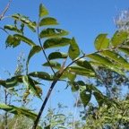Poupartia borbonica J.F.Gmel.Bois blanc rouge.Zévi marron.anacardiaceae.endémique Réunion Maurice..jpeg