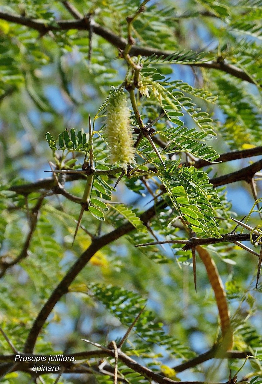 Prosopis juliflora.épinard.zacassi.fabaceae.espèce cultivée.amphinaturalisé.très envahissant..jpeg