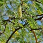 Prosopis juliflora.épinard.zacassi.fabaceae.espèce cultivée.amphinaturalisé.très envahissant..jpeg