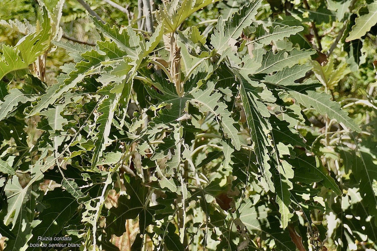Ruizia cordata.bois de senteur blanc.bois de chanteur.malvaceae.endémique Réunion..jpeg