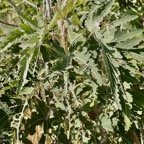 Ruizia cordata.bois de senteur blanc.bois de chanteur.malvaceae.endémique Réunion..jpeg