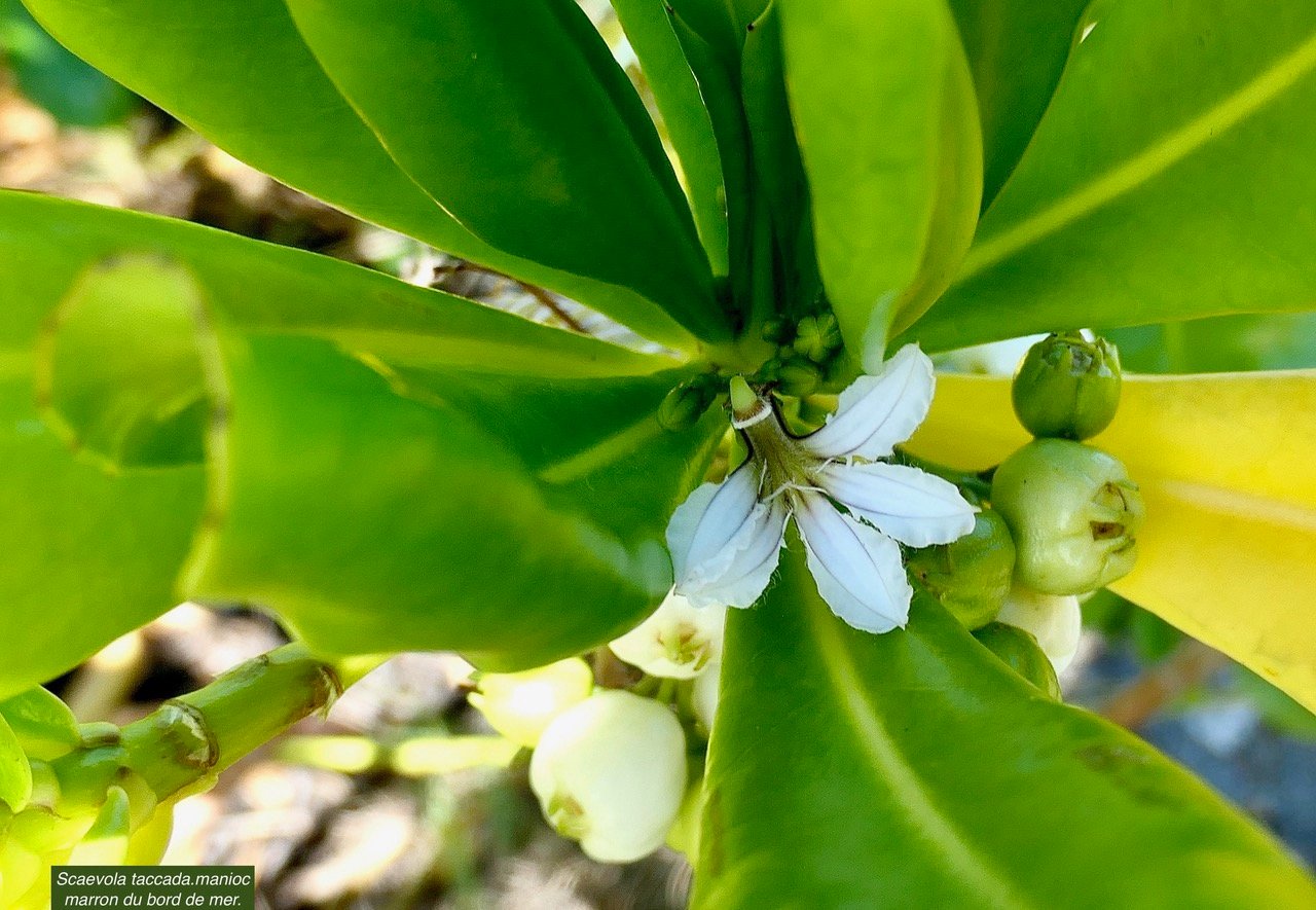 Scaevola taccada.manioc marron du bord de mer.( fleur et fruits ) .goodeniaceae.espèce cultivée.indigène Réunion..jpeg