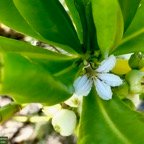 Scaevola taccada.manioc marron du bord de mer.( fleur et fruits ) .goodeniaceae.espèce cultivée.indigène Réunion..jpeg