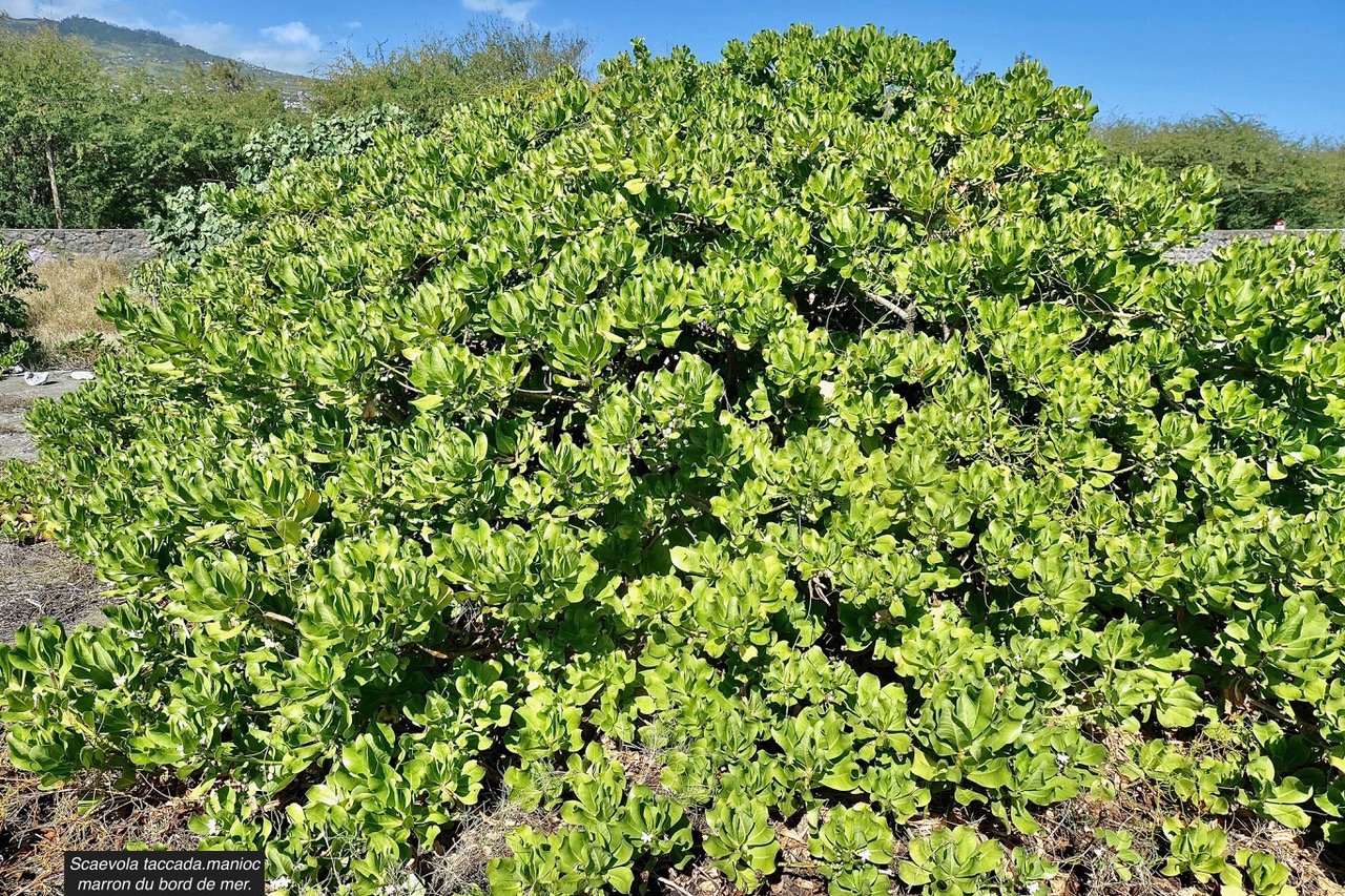 Scaevola taccada.manioc marron du bord de mer.goodeniaceae.espèce cultivée.indigène Réunion..jpeg