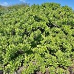 Scaevola taccada.manioc marron du bord de mer.goodeniaceae.espèce cultivée.indigène Réunion..jpeg