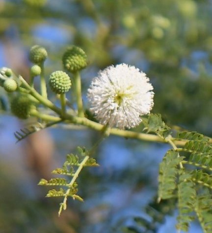 Cimeti&egrave;re St-Leu - Stella - Pointe au Sel 19 ao&ucirc;t 2025