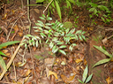 10. Memecylon confusum - Bois de balai  ou bois de cerise marron - Memecylacée - E