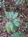 14. Erythroxylum laurifolium - Bois de rongue - Erythroxylacée- BM