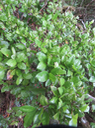18. Myonima obovata - Bois de prune  ou Bois de prune rat - Rubiaceae
