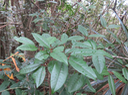21.  Juvénile Apodytes dimidiata - Bois de peau gris /codène - Icacinacée- M