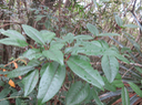 22. Juvénile Apodytes dimidiata - Bois de peau gris /codène - Icacinacée- M