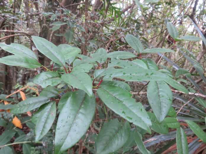22. Juvénile Apodytes dimidiata - Bois de peau gris /codène - Icacinacée- M
