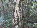 23. Tronc de Calophyllum tacamahaca - Takamaka - Clusiaceae  -  endémique de la Réunion et de Maurice