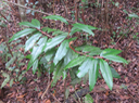 26. Erythroxylum laurifolium - Bois de rongue - Erythroxylacée- BM