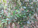 3. Memecylon confusum - Bois de balai  ou bois de cerise marron - Memecylacée - E