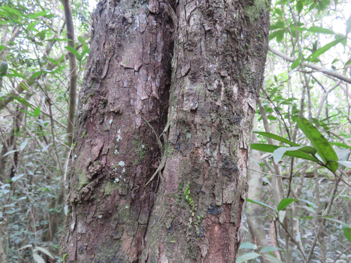 33. Ecorce en croûte de pain de Securinega durissima - Bois dur/Corce rouge/Bois de pêche marron - Euphorbiacées > Phyllanthaceae- Indigène à La Réunion, à Maurice, à Madagascar