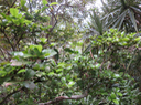 35. Myonima obovata - Bois de prune  ou Bois de prune rat - Rubiaceae